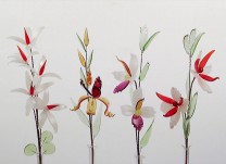 Dřípatka, orchideje